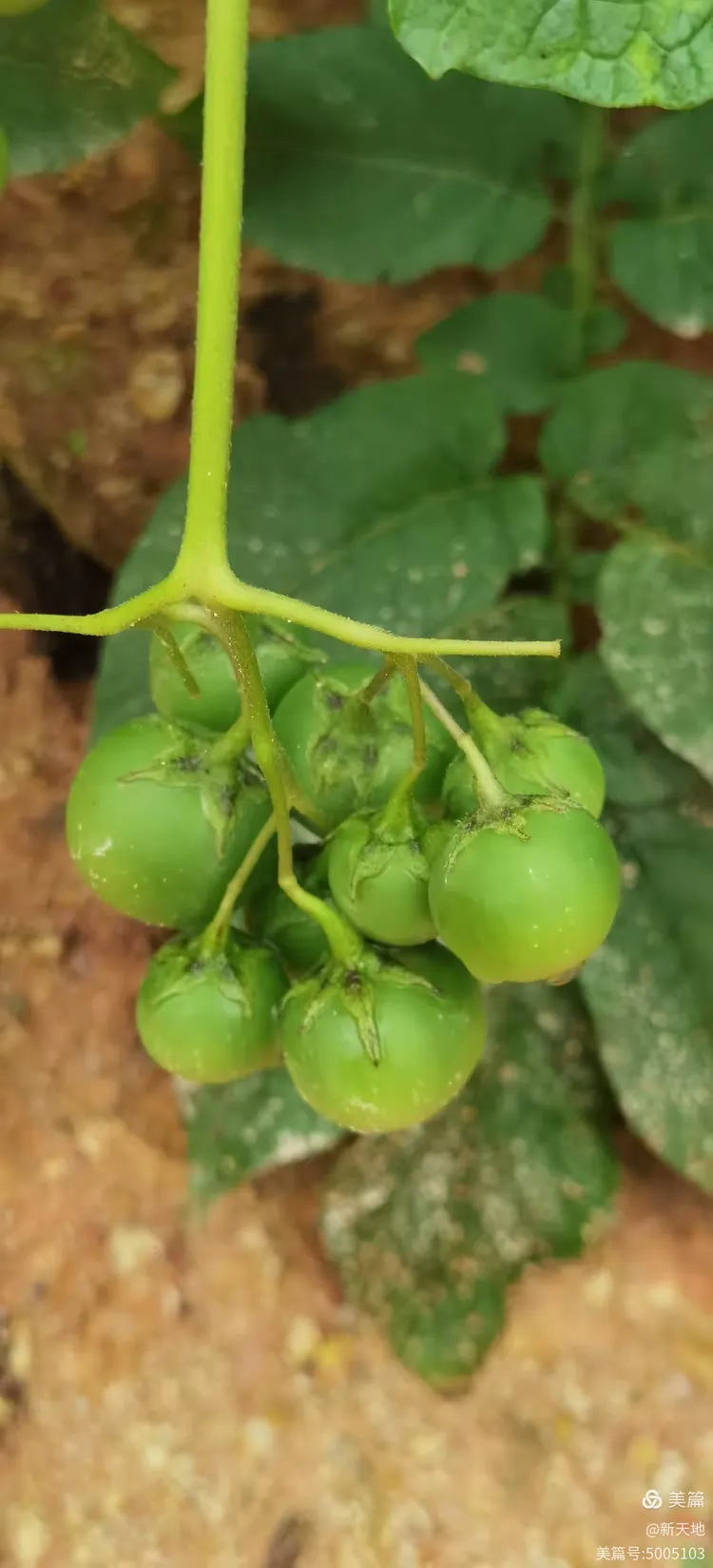 植物观赏 马铃薯果实
